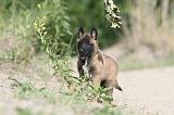 MALINOIS 431